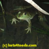 /home//u458753944/public_html/sourcegallery////////Frogs/More bullfrogs/P7060243.JPG